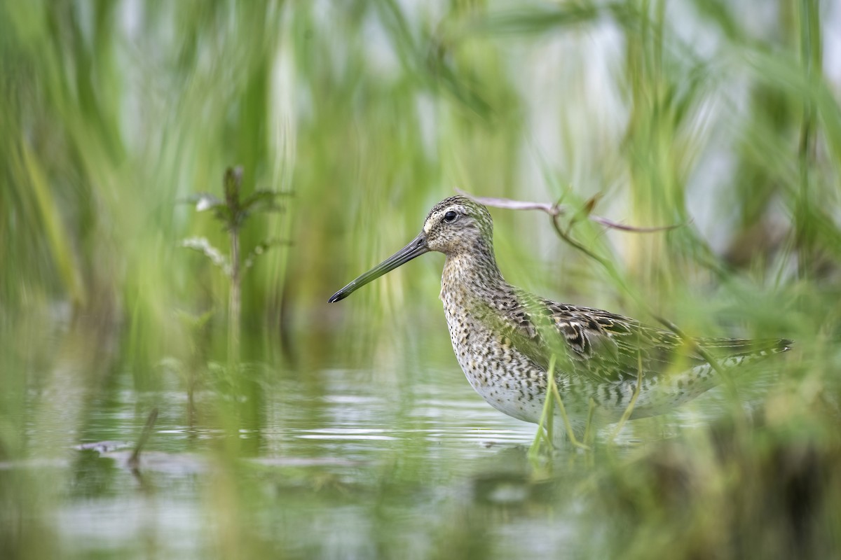 Short-billed Dowitcher - ML619421503