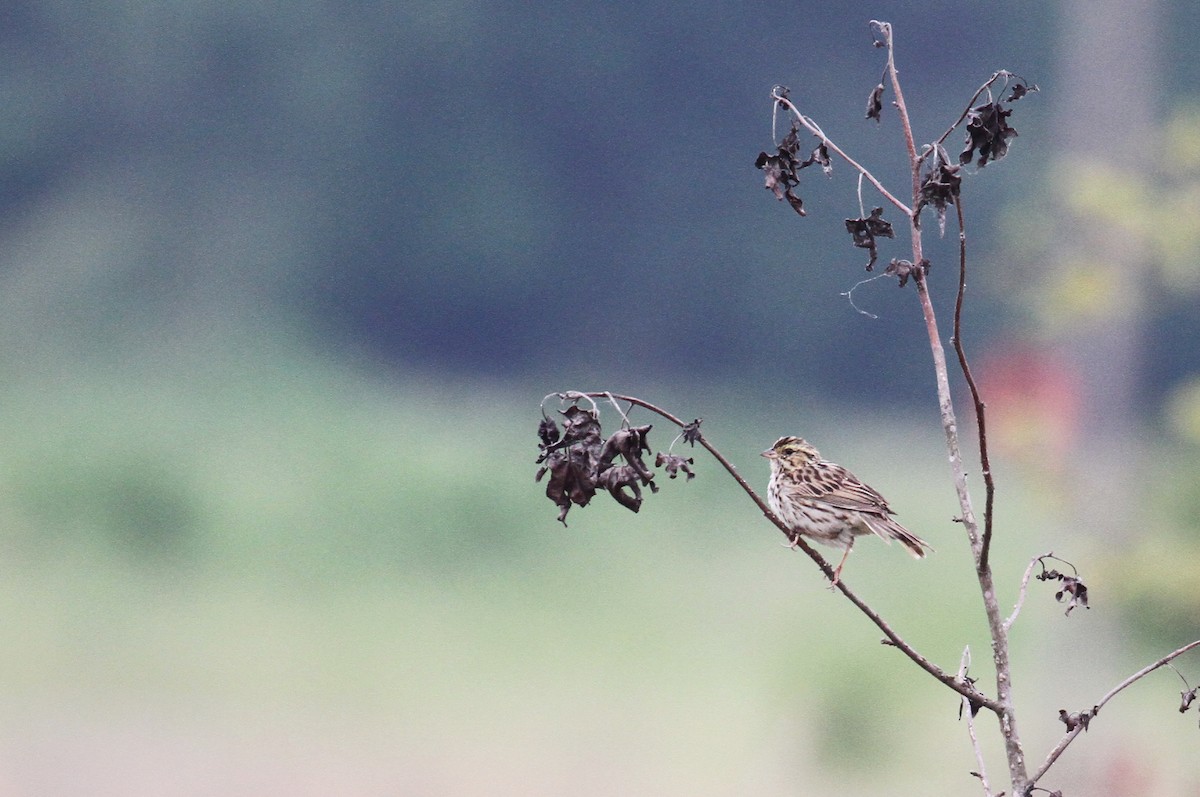 Savannah Sparrow - naomi h