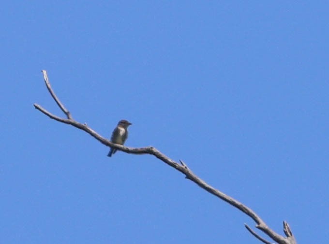 bird sp. - ML619421507