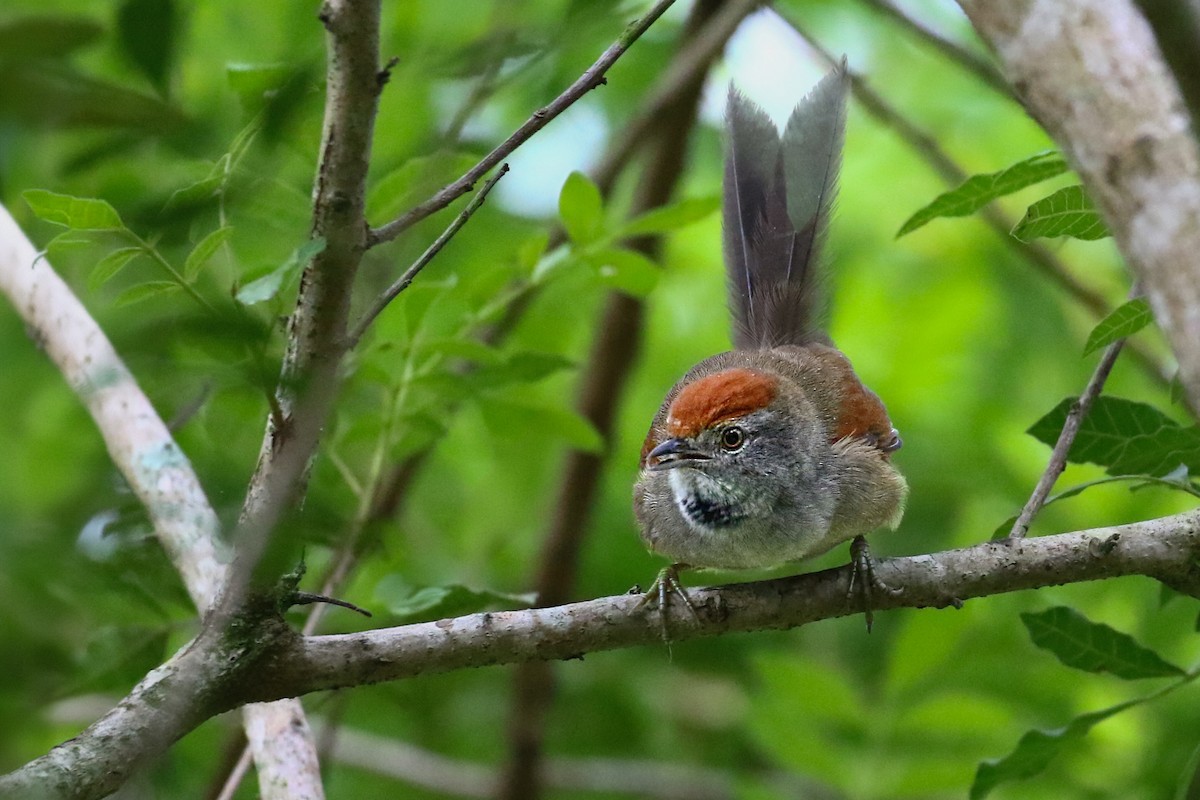 Spix's Spinetail - Thiane Melen