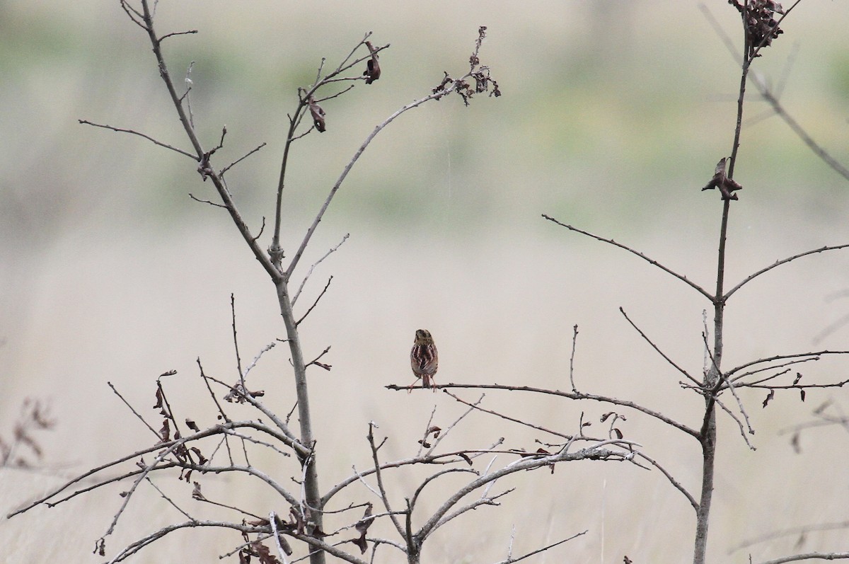 Henslow's Sparrow - naomi h