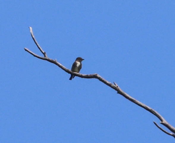 bird sp. - ML619421518