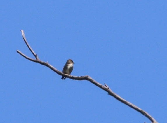 bird sp. - ML619421520