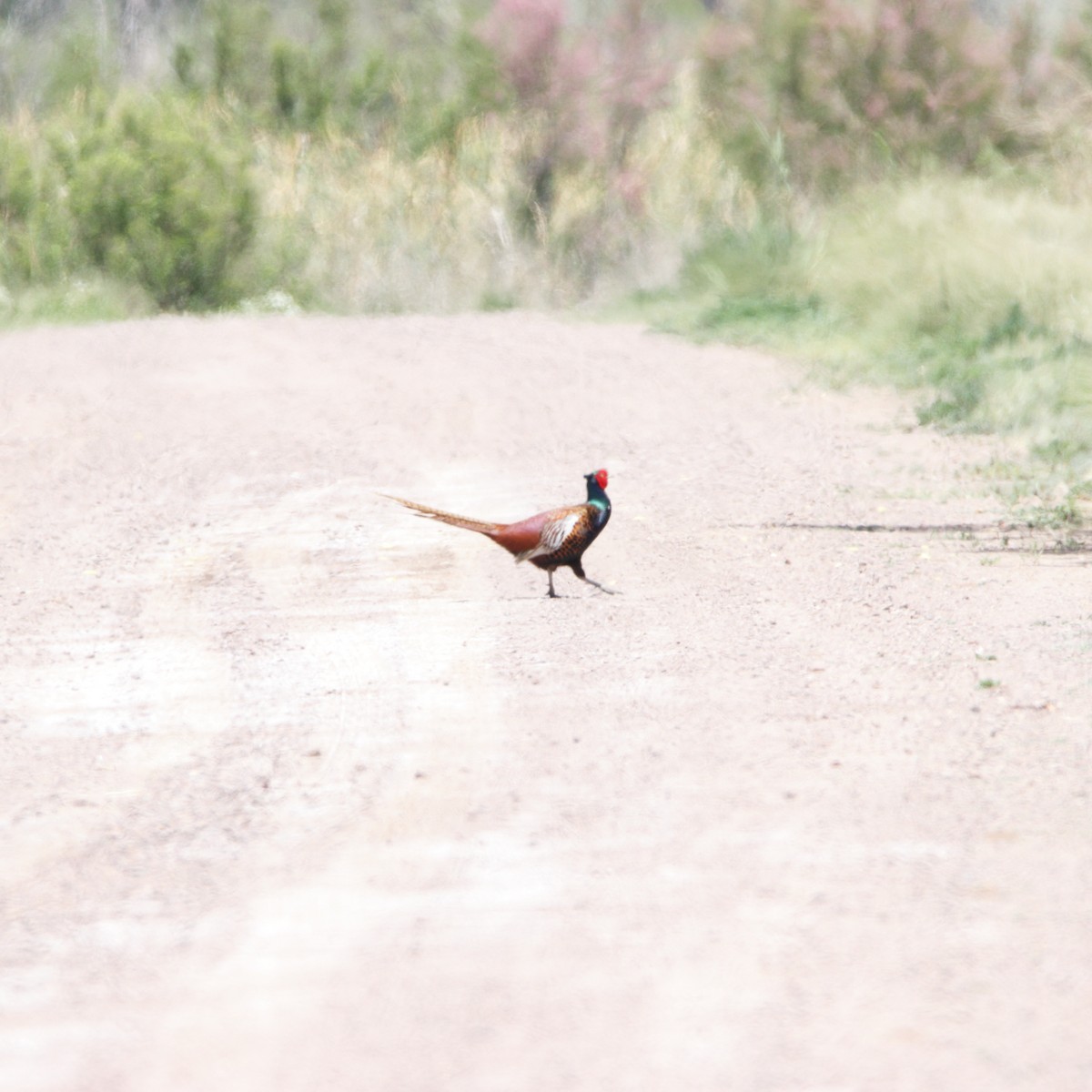 Ring-necked Pheasant - Abraham Bowring
