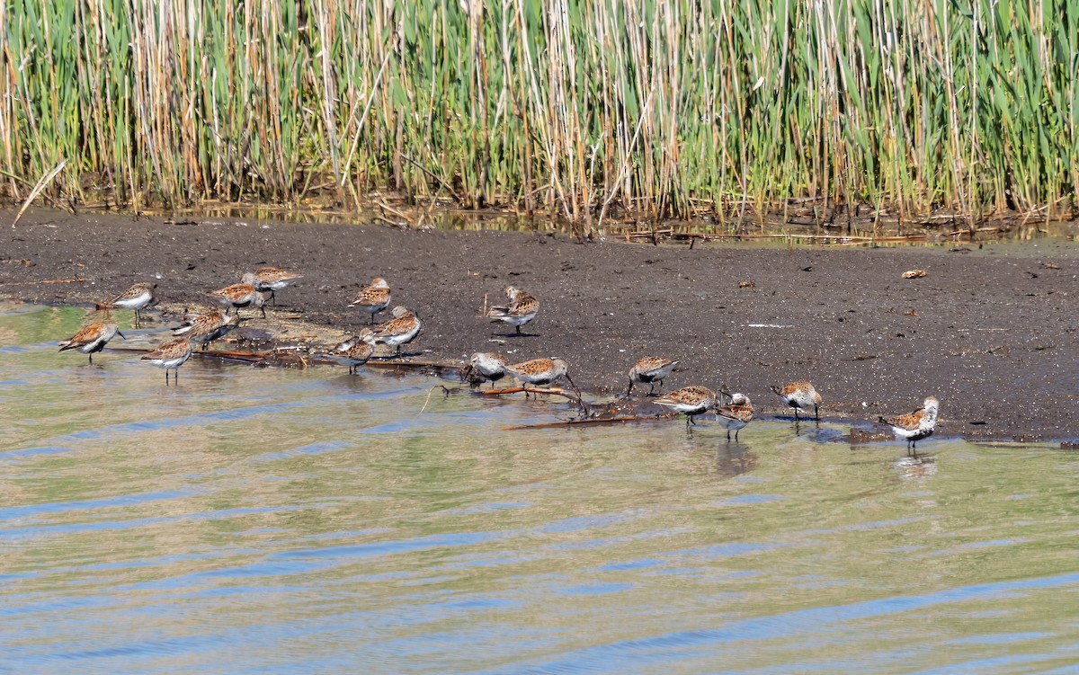 Dunlin - ML619421538