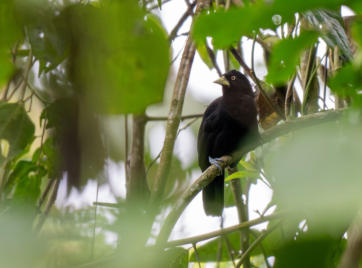 Yellow-billed Cacique - Forest Botial-Jarvis