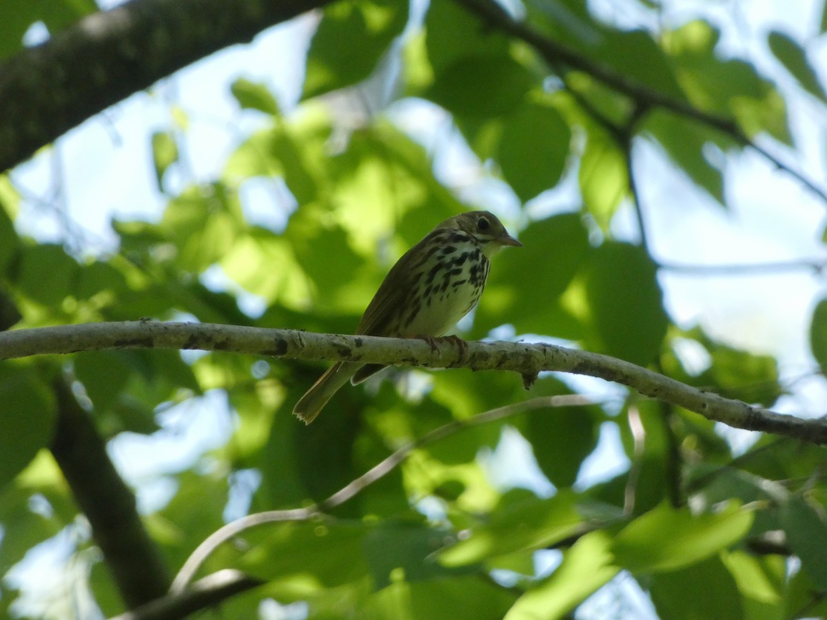 Ovenbird - Anonymous