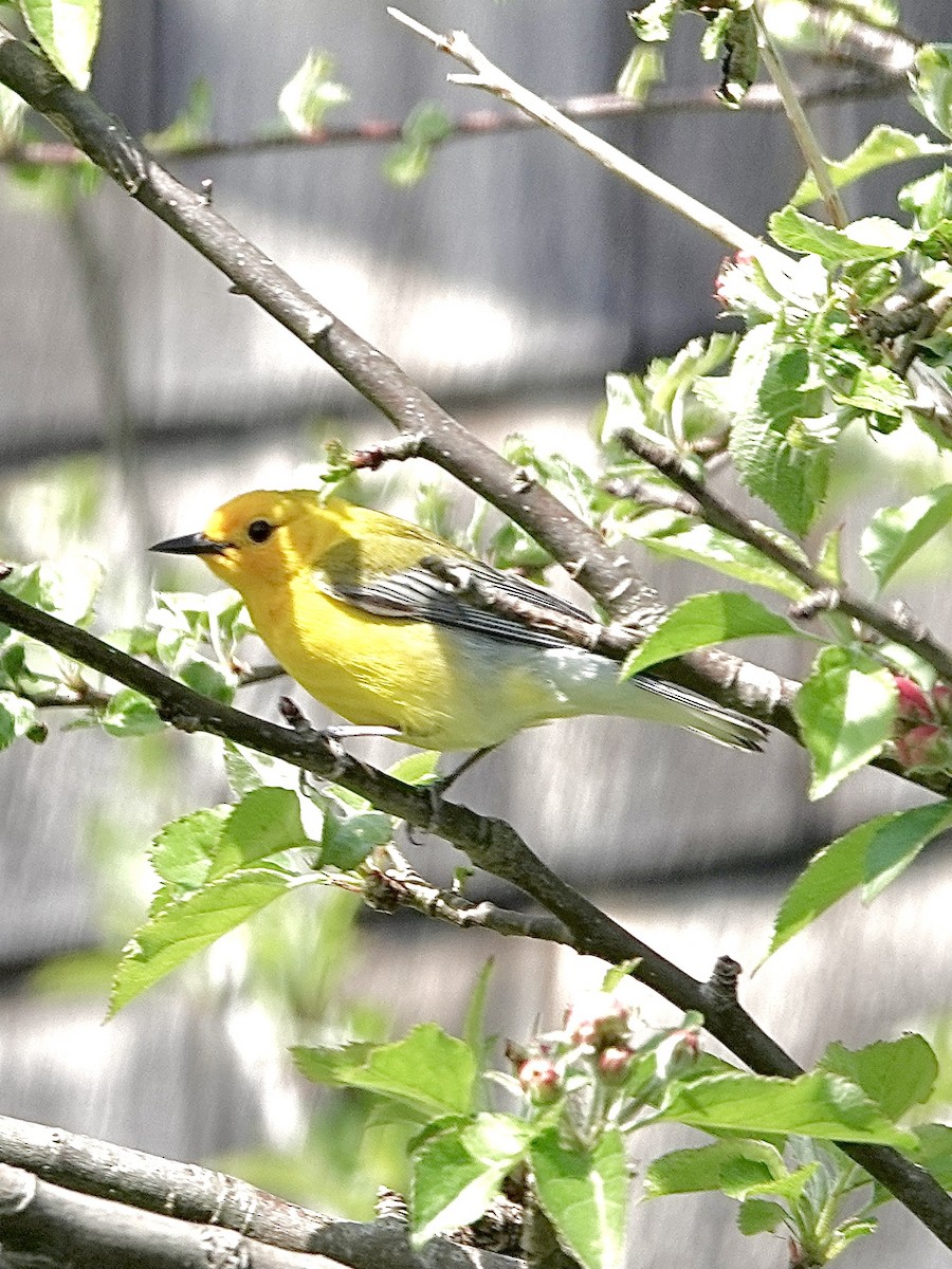 Prothonotary Warbler - Howie Nielsen