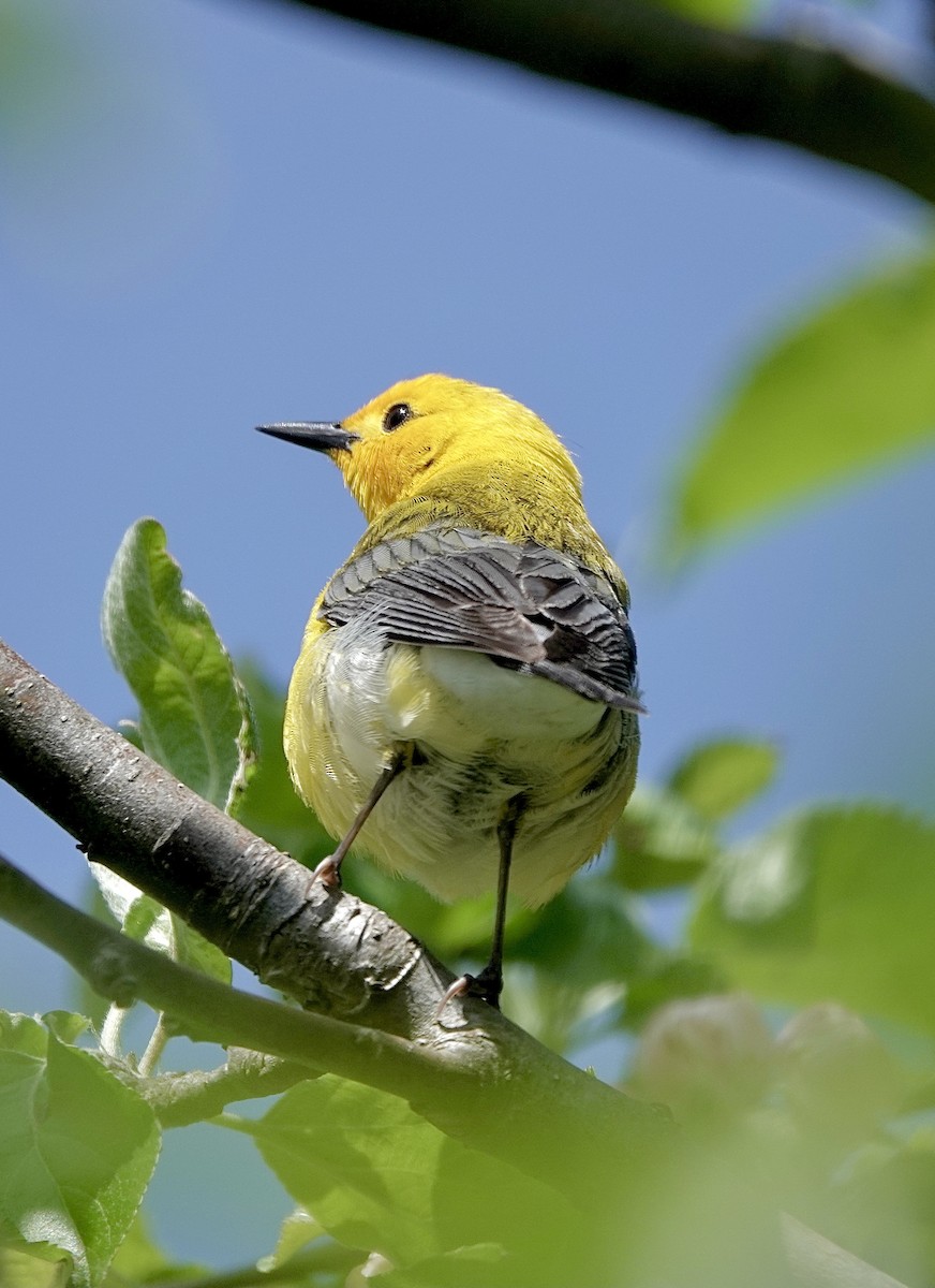 Prothonotary Warbler - Howie Nielsen