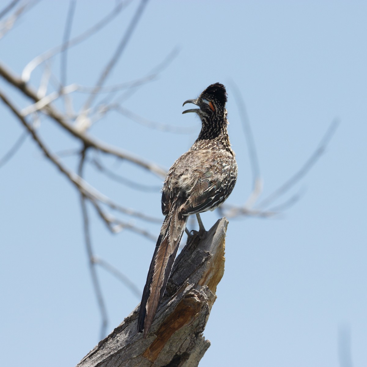 Greater Roadrunner - Abraham Bowring