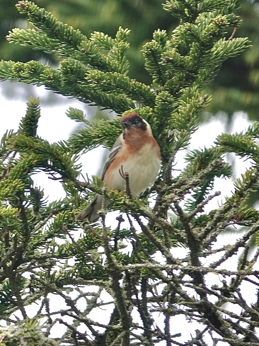 Bay-breasted Warbler - Howie Nielsen