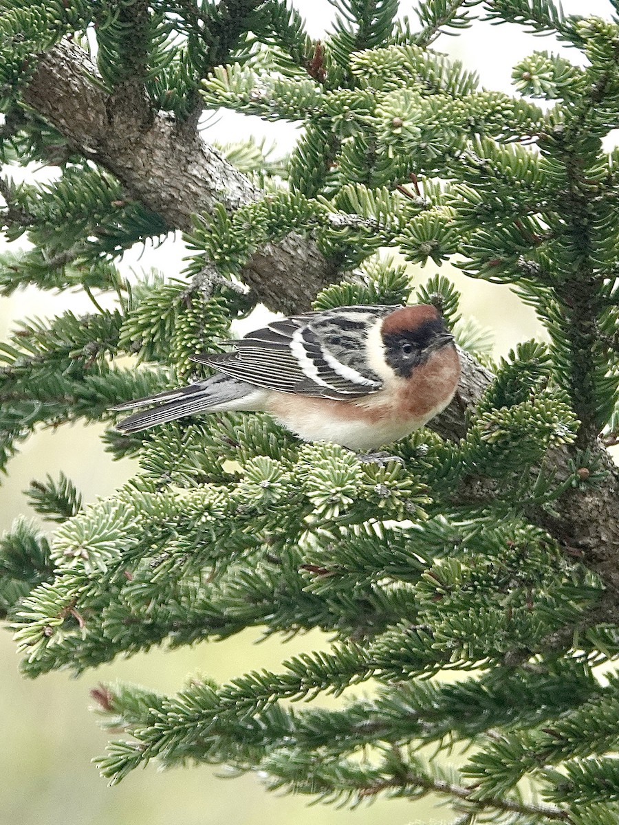 Bay-breasted Warbler - Howie Nielsen