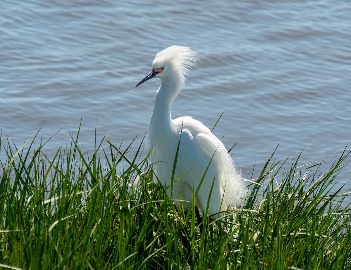 Snowy Egret - ML619421579