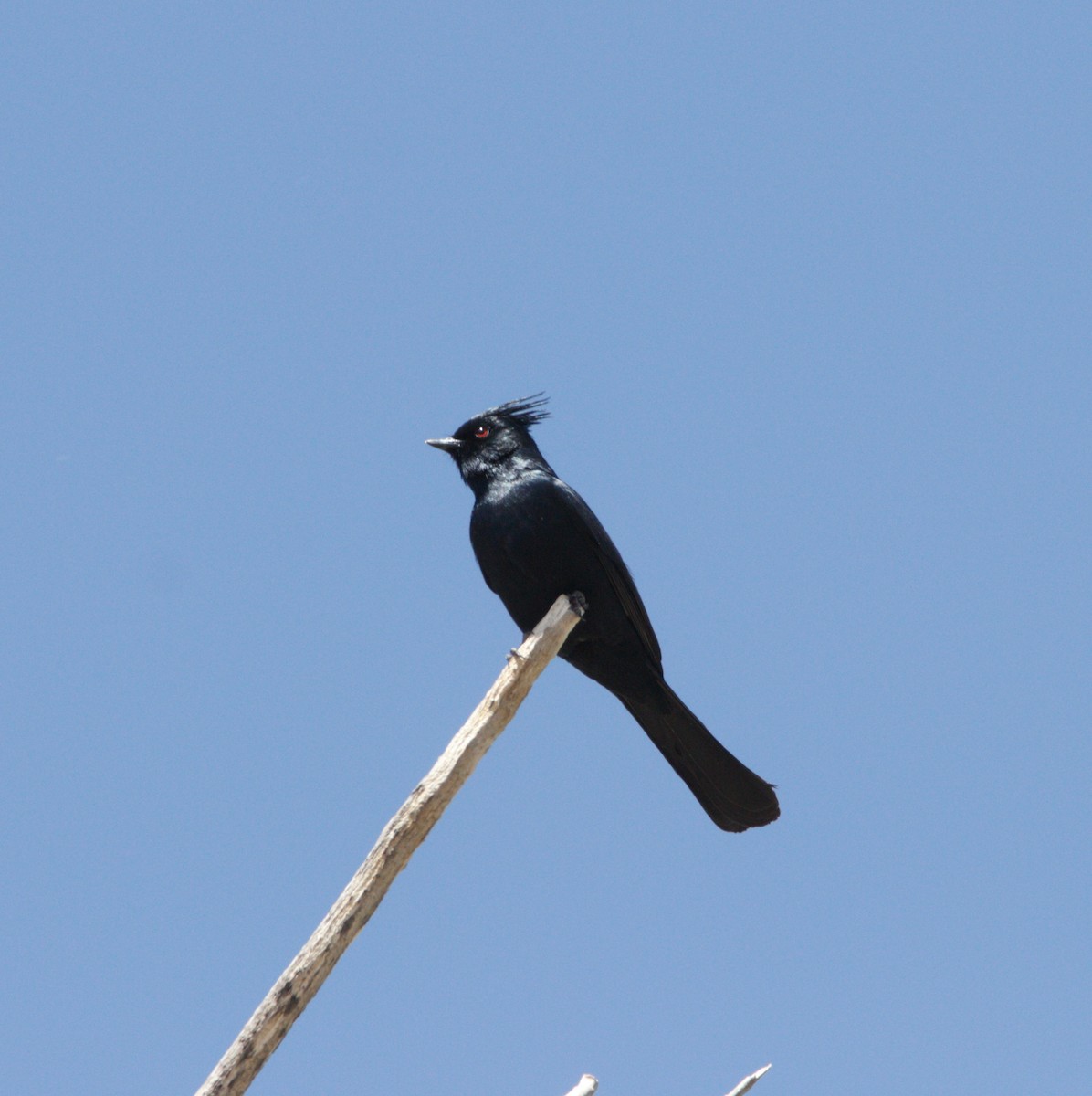 Phainopepla - Abraham Bowring