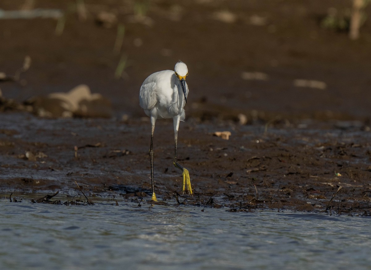 Snowy Egret - Marina Germain