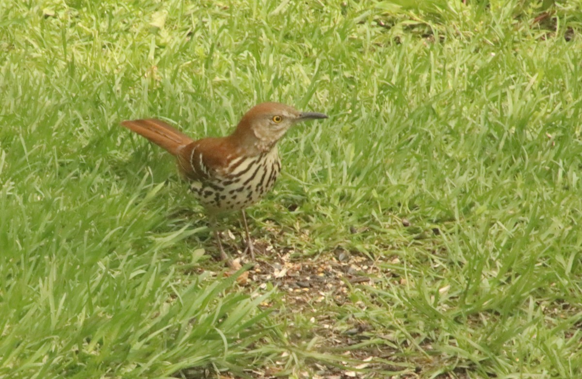 Brown Thrasher - Tom & Betsy Blitz