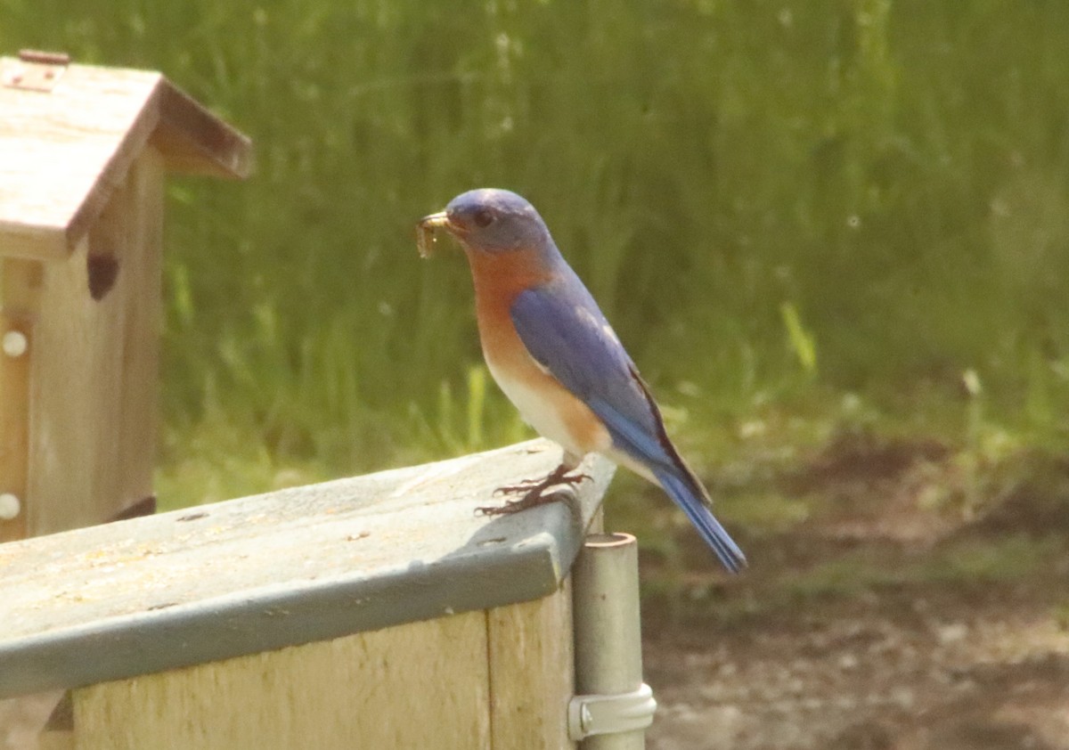 Eastern Bluebird - Tom & Betsy Blitz