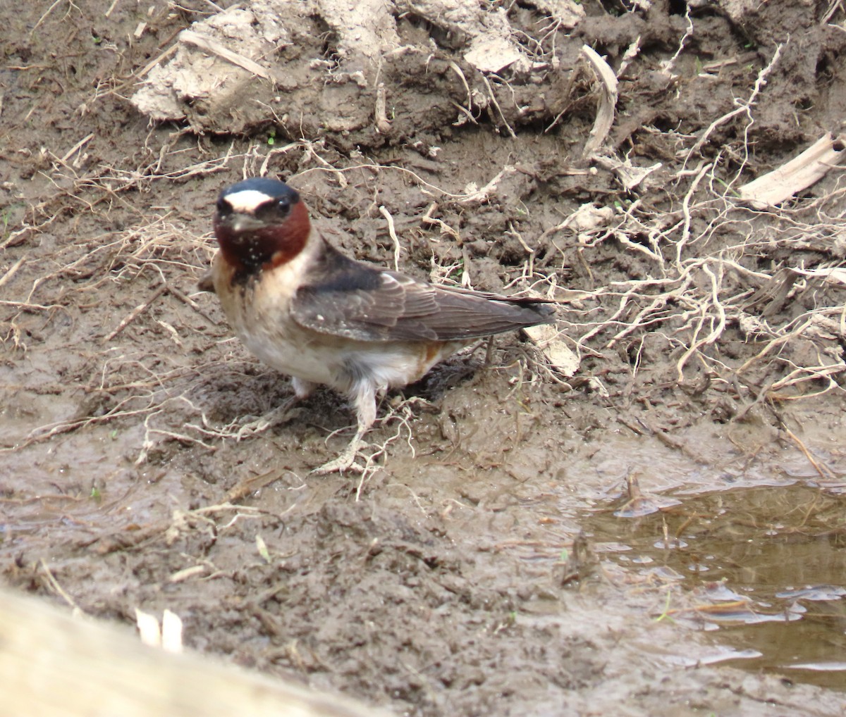 Cliff Swallow - Maryse Lessard