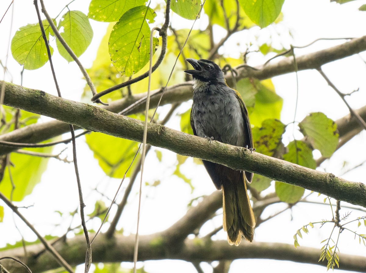 Black-headed Saltator - Forest Botial-Jarvis