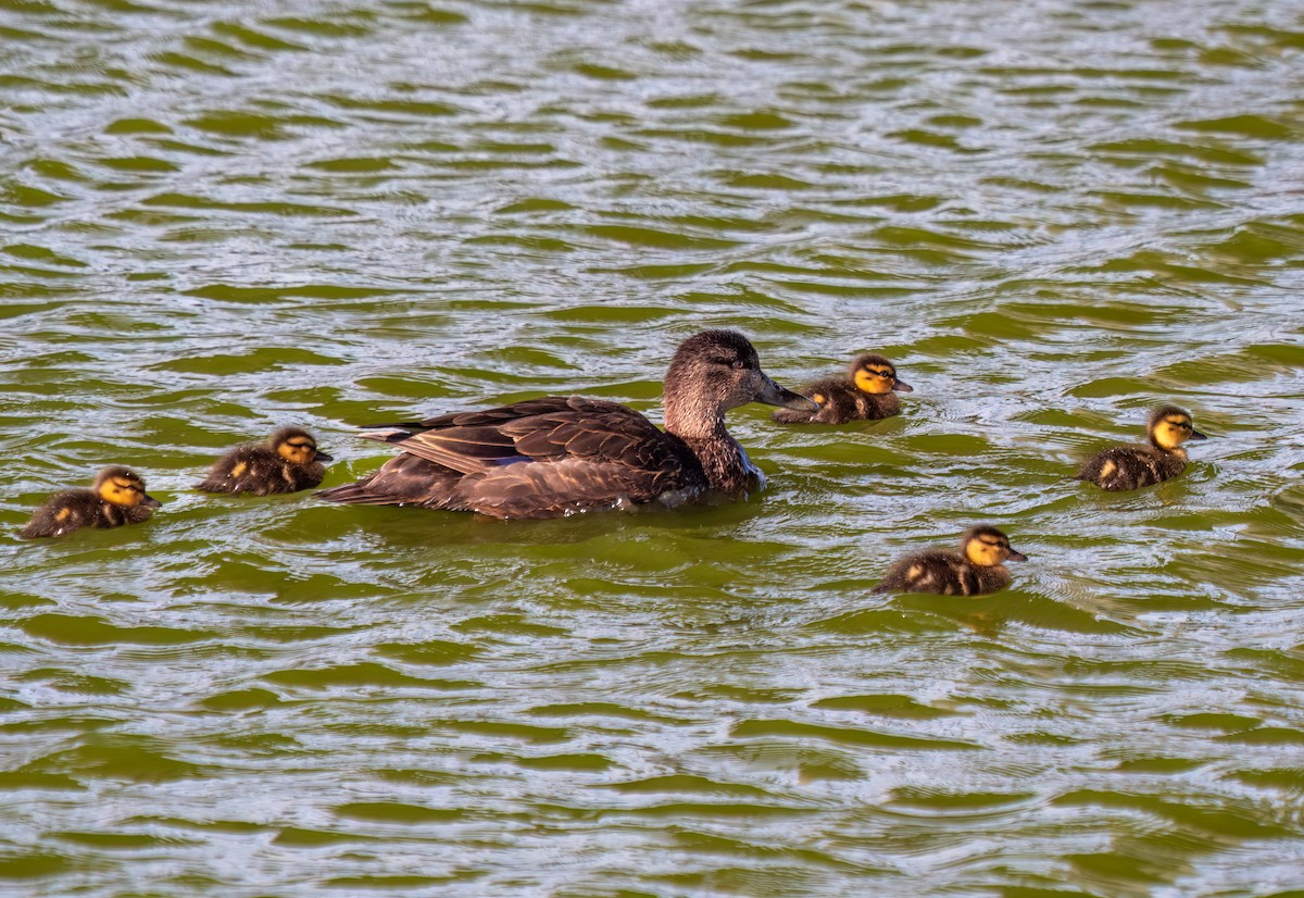 Canard noir - ML619421617