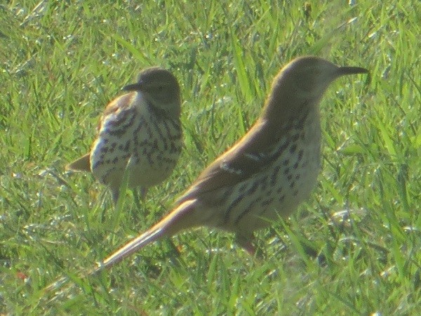 Brown Thrasher - Ian Fallas