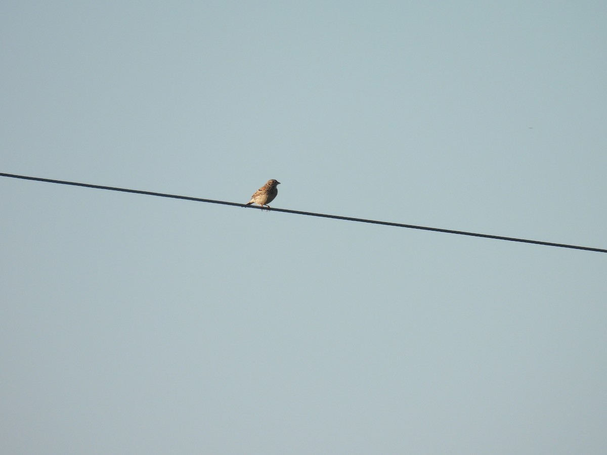 Vesper Sparrow - Aiden Saari