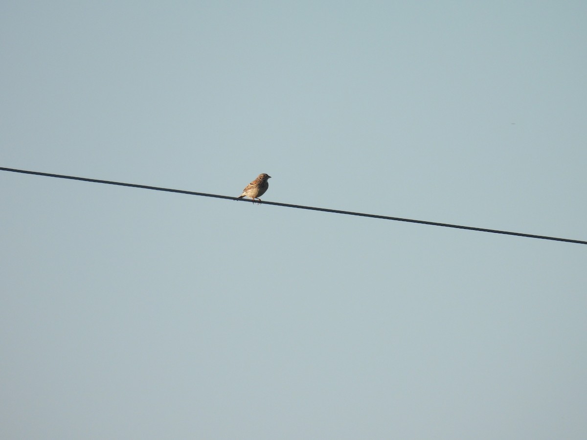 Vesper Sparrow - ML619421623