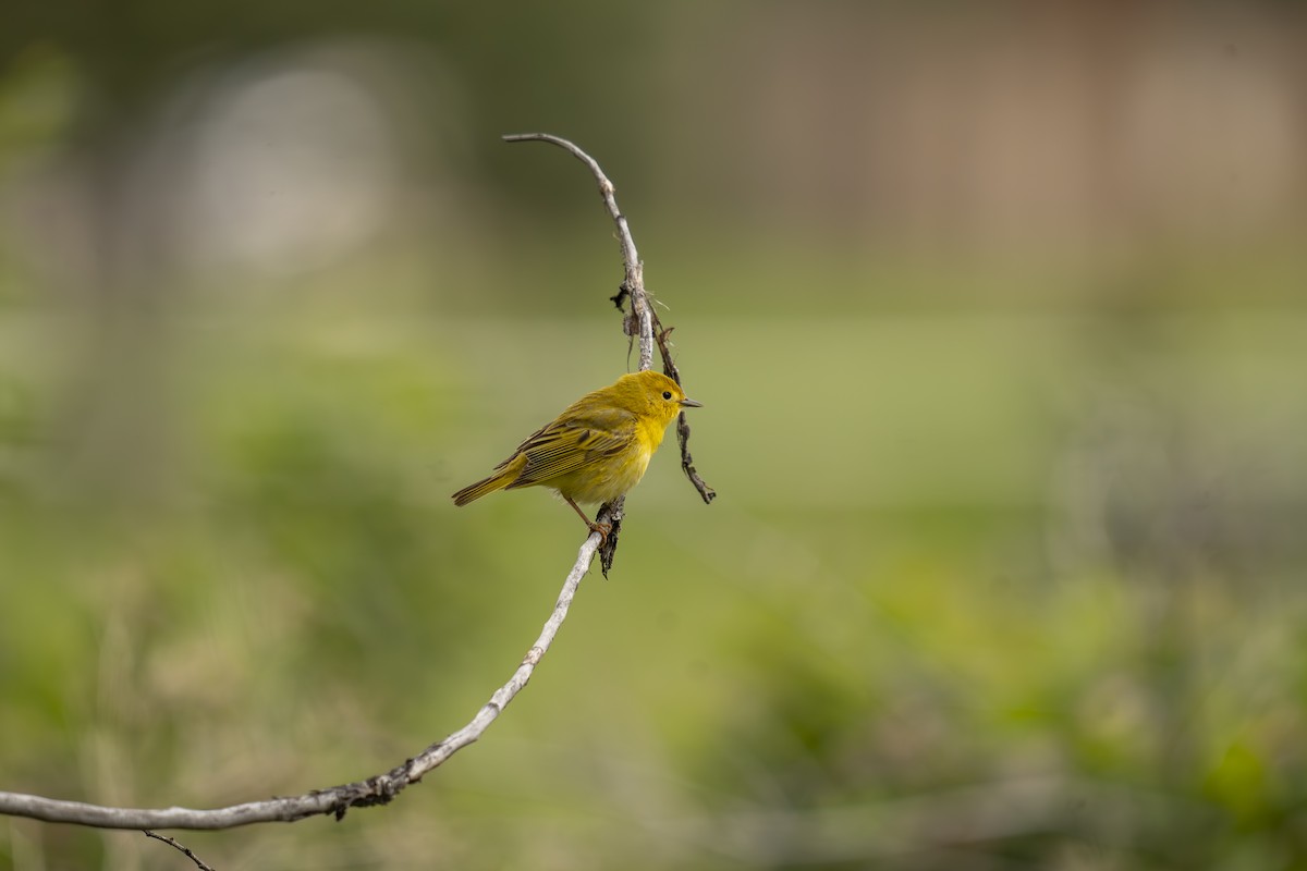 Yellow Warbler - Anonymous