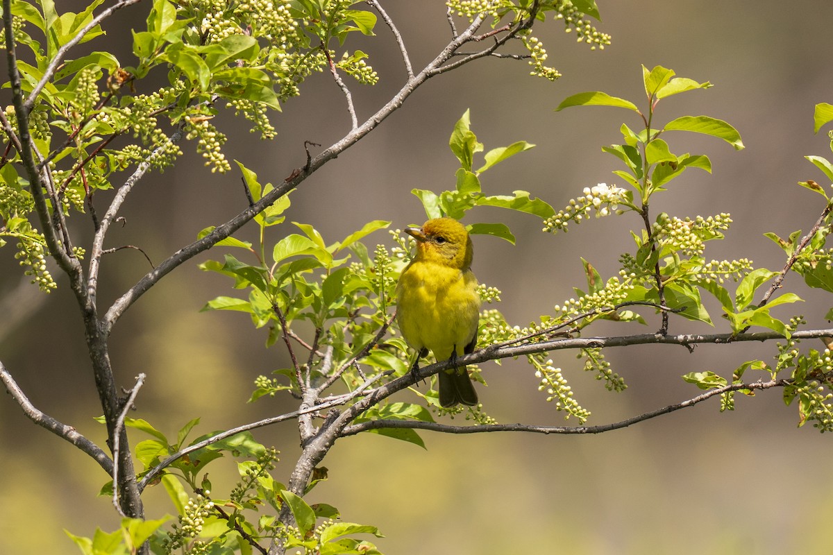 Western Tanager - Anonymous