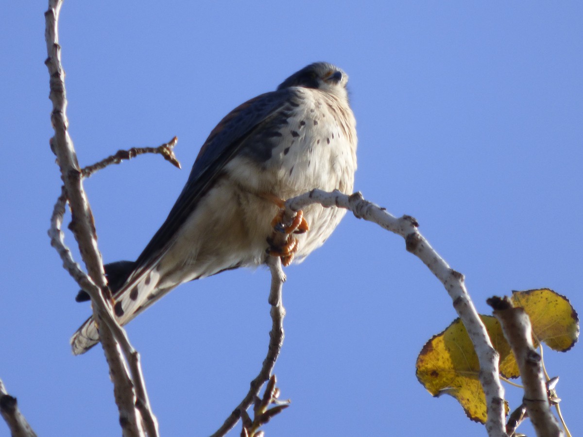 American Kestrel - Antonieta Gonzalez Soto