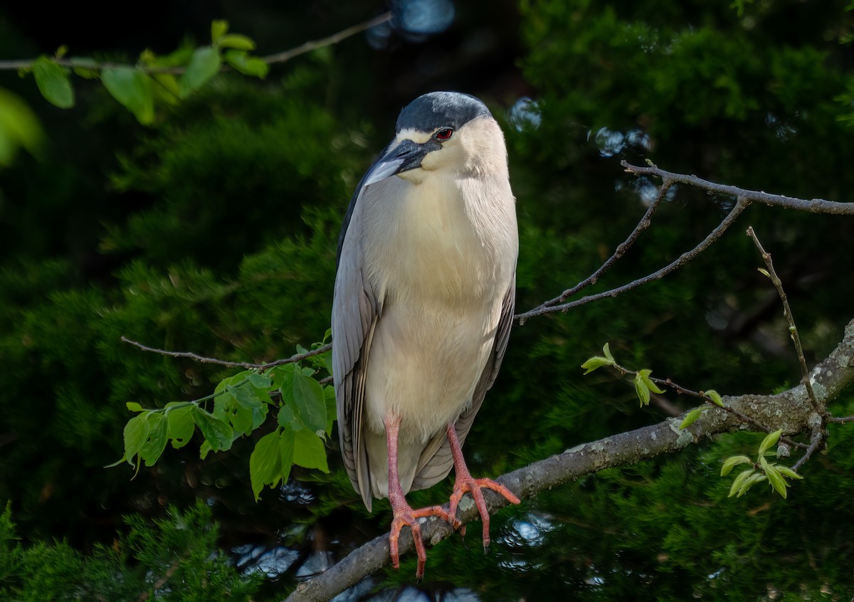 Black-crowned Night Heron - Ryan McGrady