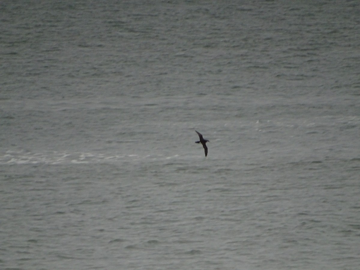 Manx Shearwater - michael hanley