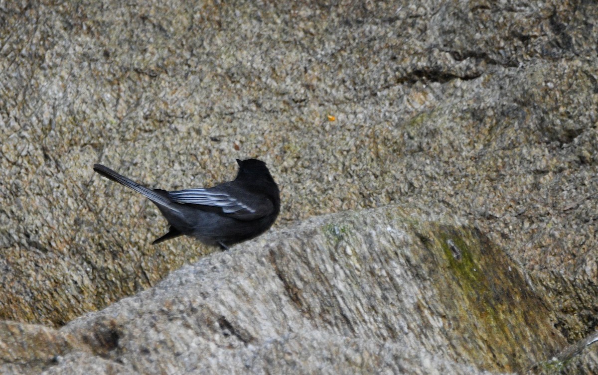 Black Phoebe - Paul Vandenbussche