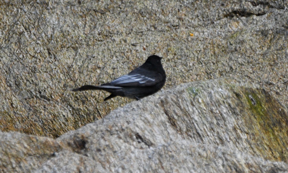 Black Phoebe - Paul Vandenbussche