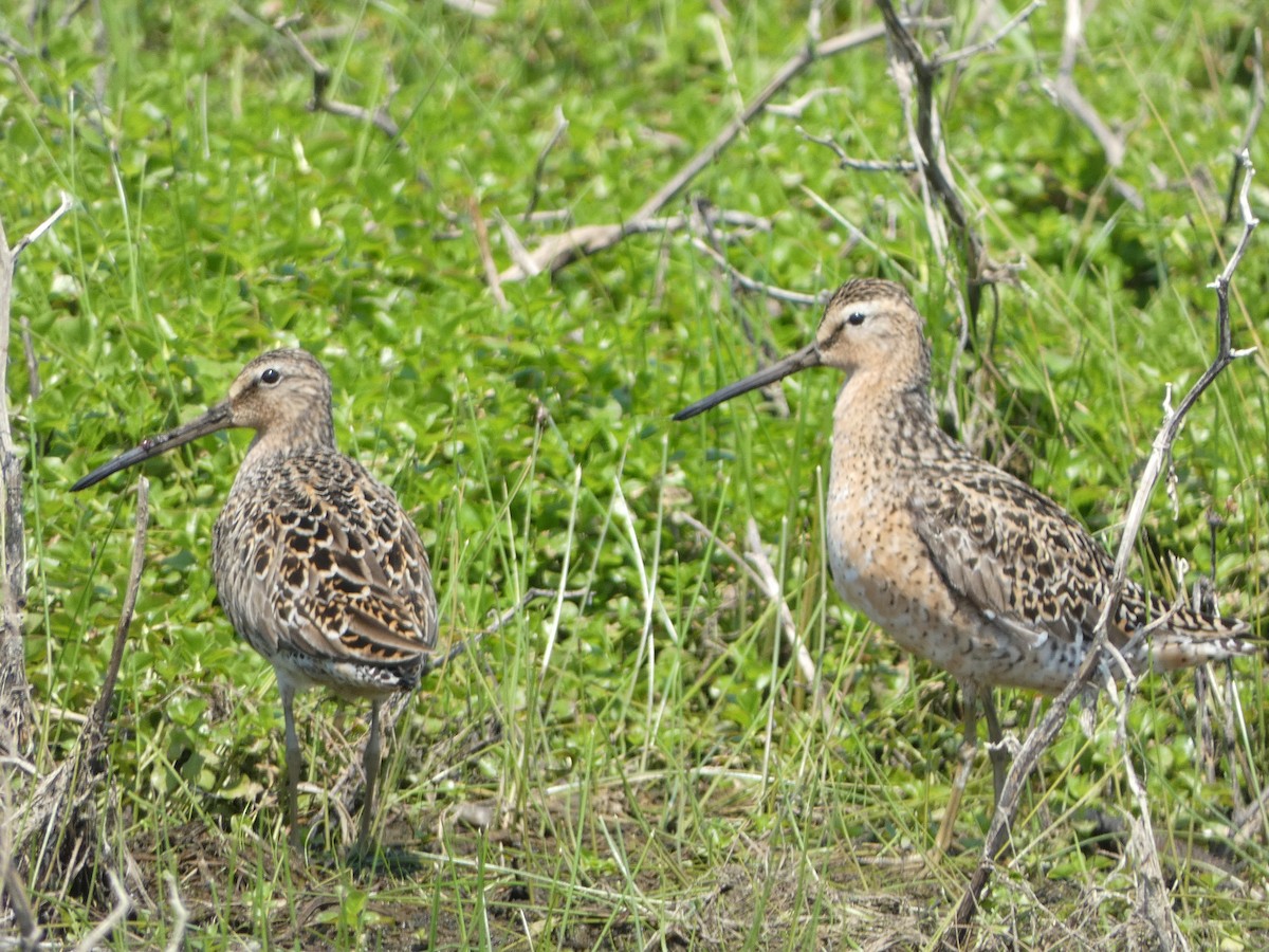 Short-billed Dowitcher - Paul Mackenzie