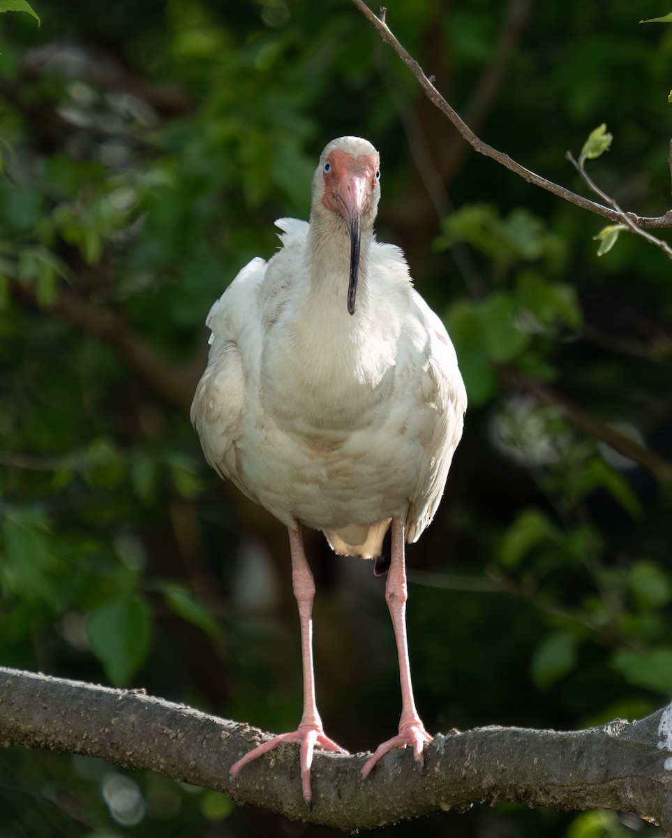ibis bílý - ML619421687
