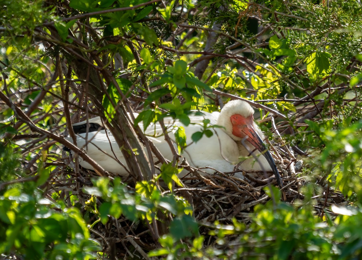 Ibis blanc - ML619421689