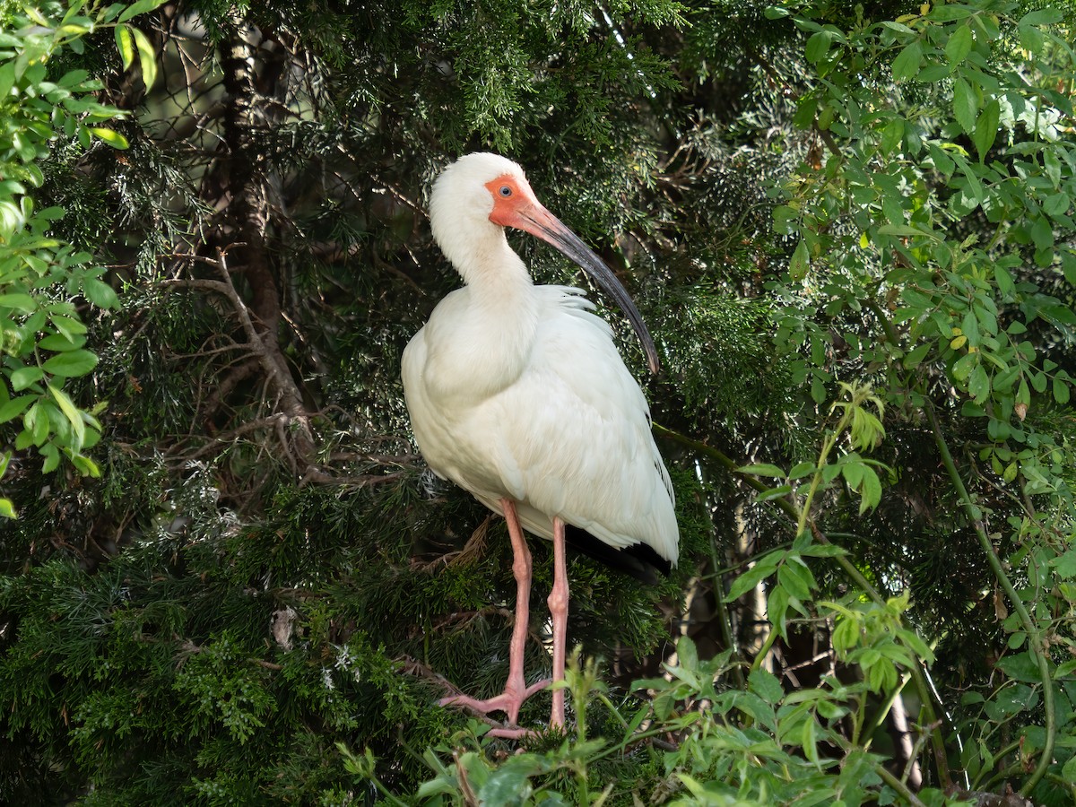 Ibis blanc - ML619421690