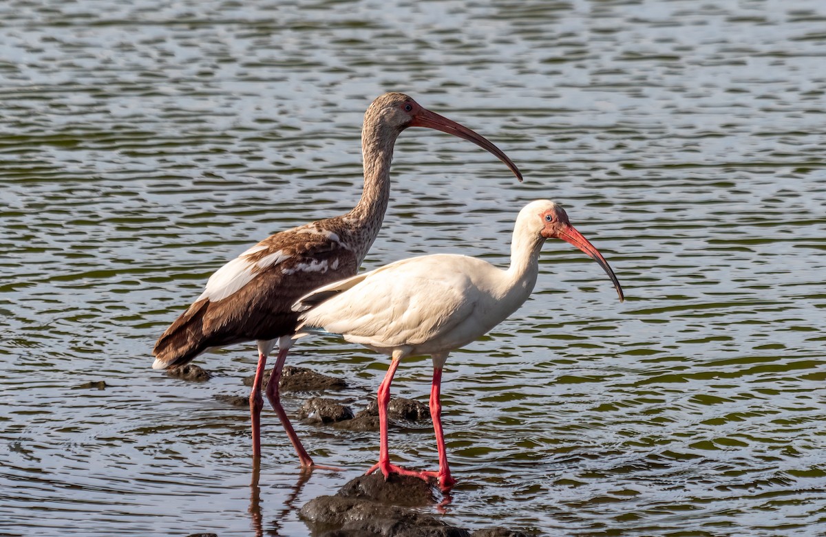 ibis bílý - ML619421691