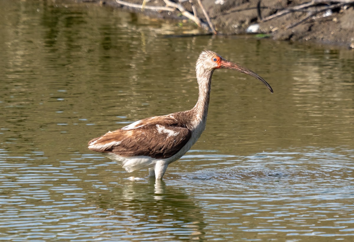 Ibis Blanco - ML619421692