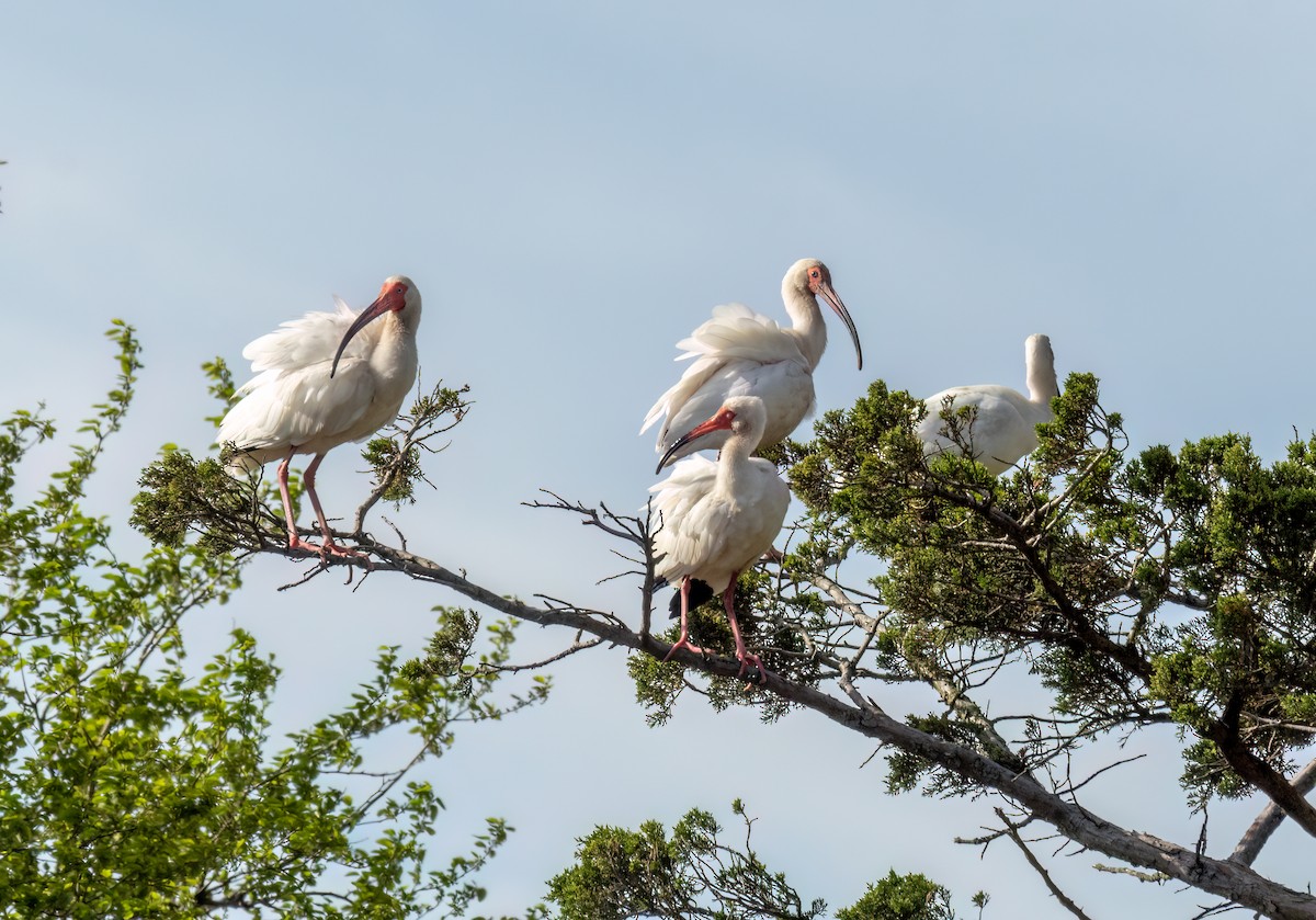 Ibis blanc - ML619421693