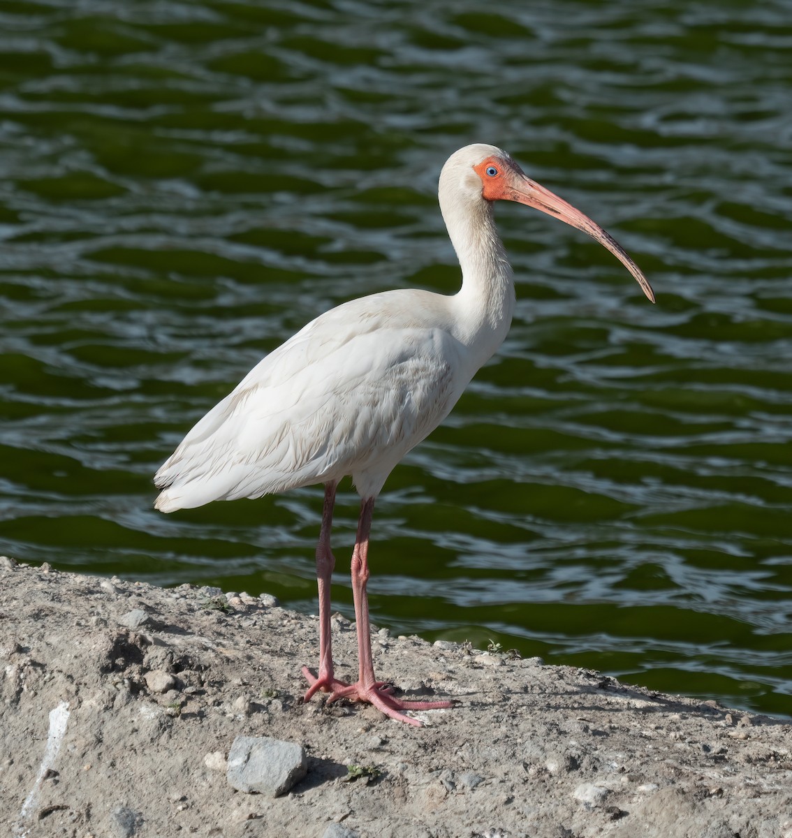 ibis bílý - ML619421694