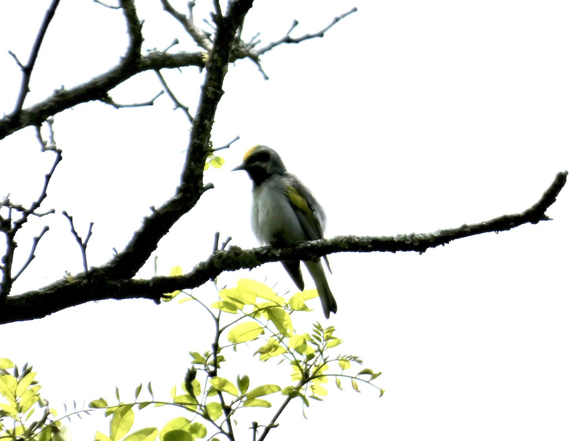 Golden-winged Warbler - Kerry Eckhardt