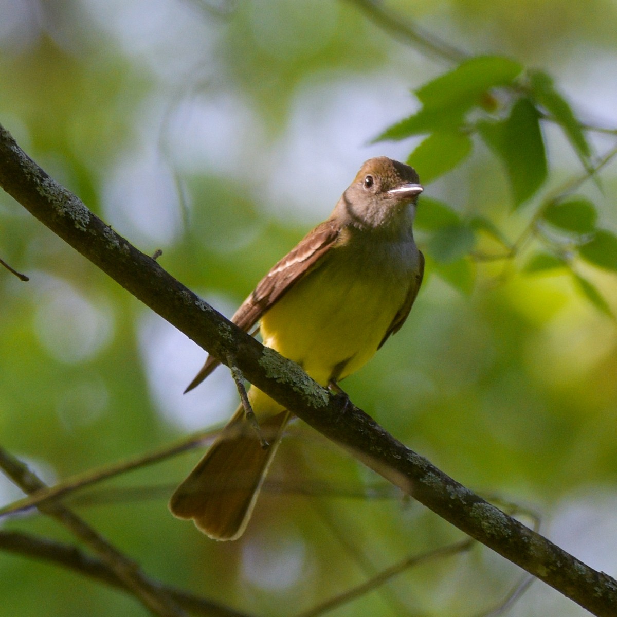 Great Crested Flycatcher - ML619421702