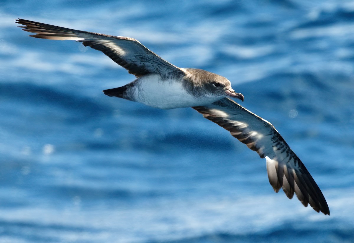 Pink-footed Shearwater - DAB DAB