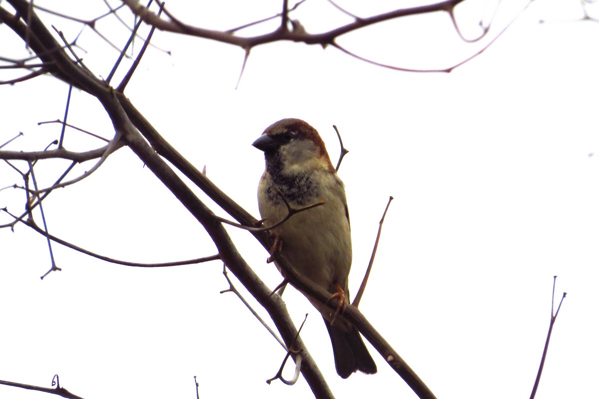 House Sparrow - Gary Prescott