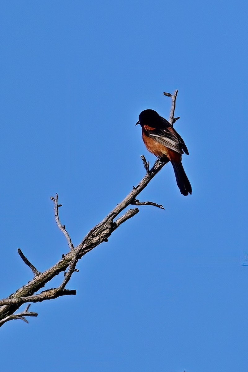 Orchard Oriole - ML619421714