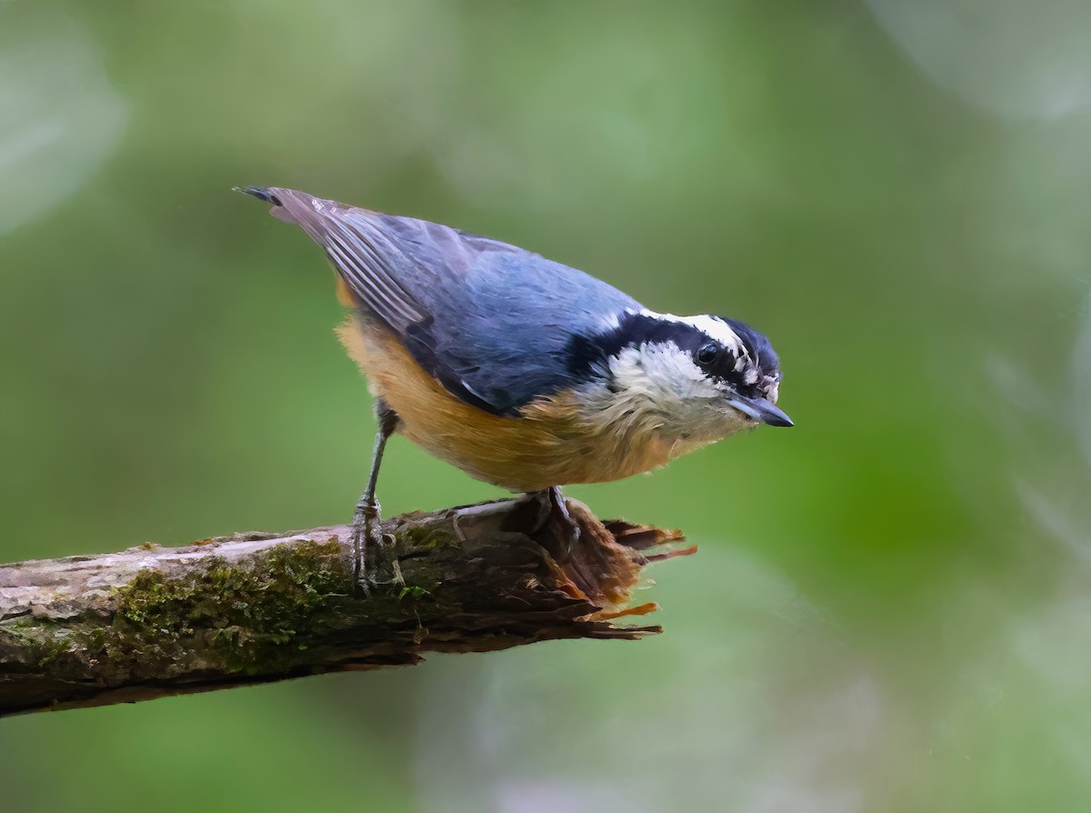 Red-breasted Nuthatch - Eric Patry