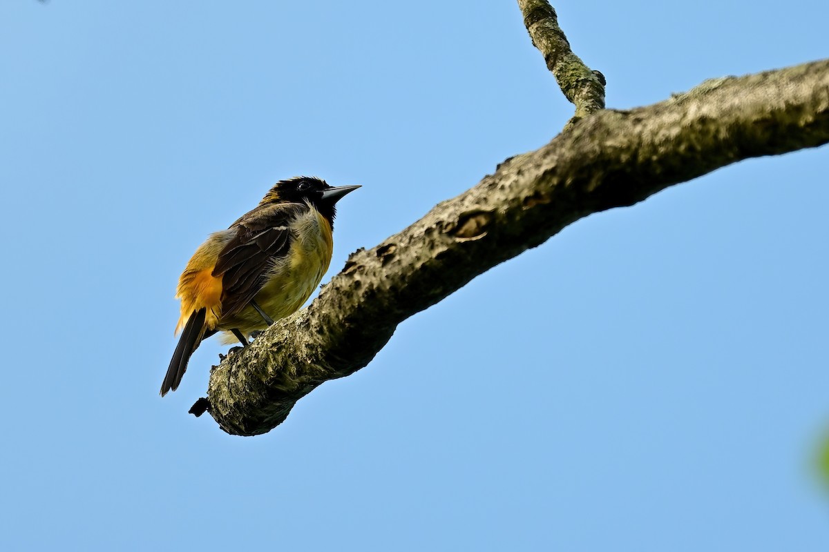 Orchard Oriole - ML619421726