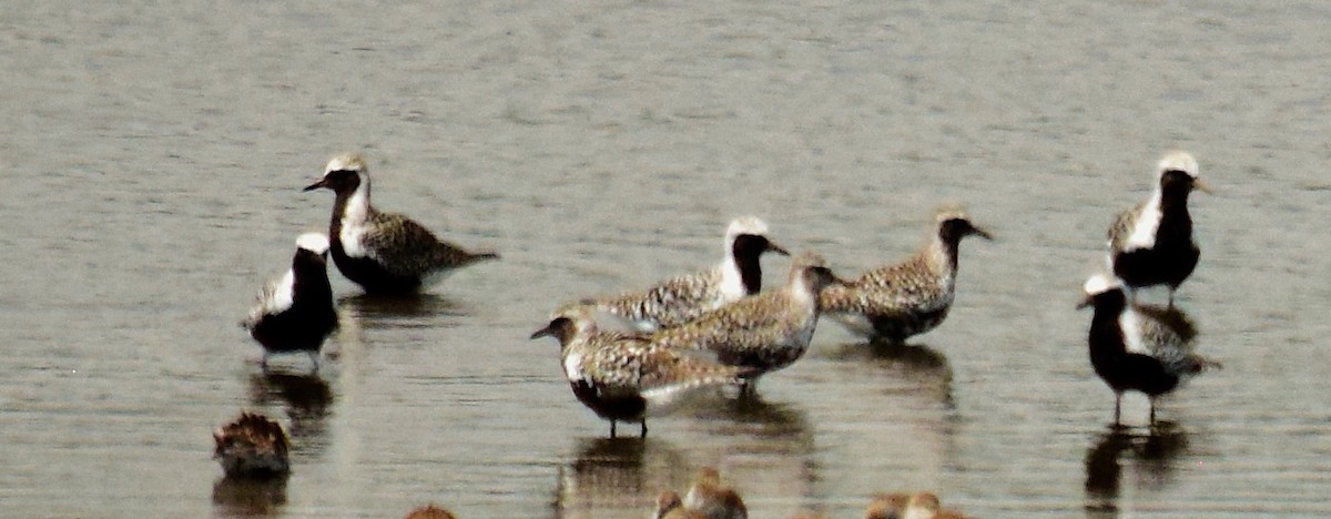 Black-bellied Plover - Adeline Louie